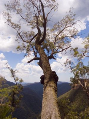 Tree in Kanangra Boyd National Park